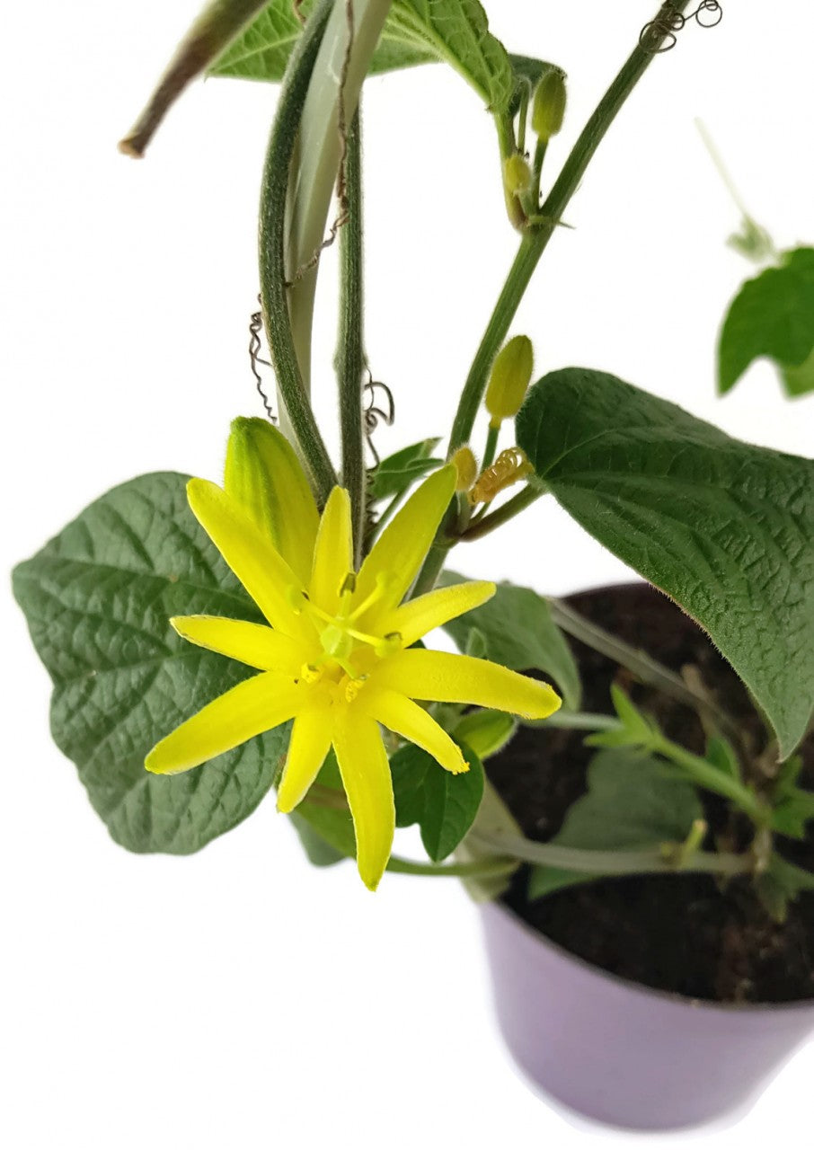 Passiflora citrina - Zitronen gelbe Passionsblume