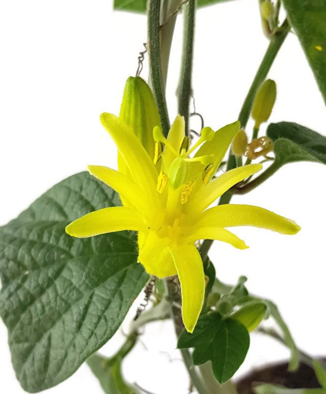 Passiflora citrina - Zitronen gelbe Passionsblume