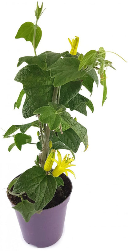 Passiflora citrina - Zitronen gelbe Passionsblume