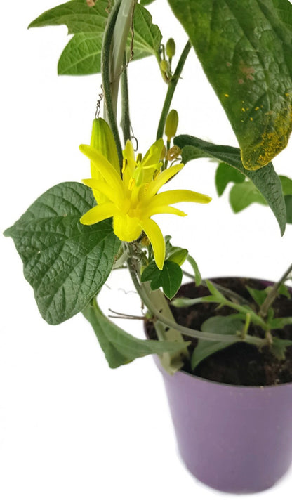 Passiflora citrina - Zitronen gelbe Passionsblume