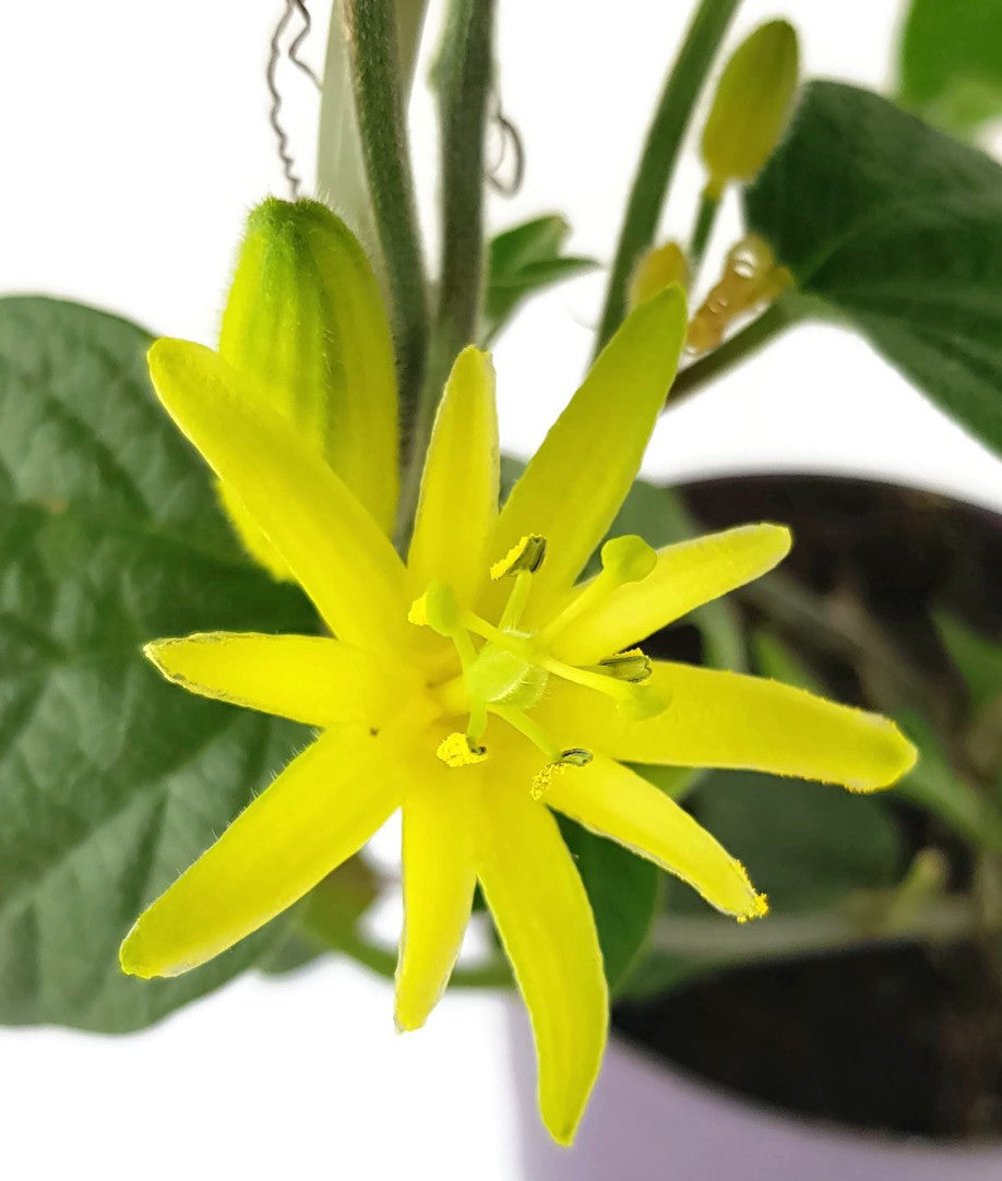 Passiflora citrina - Zitronen gelbe Passionsblume