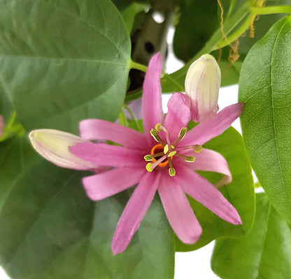 Passiflora tulae - lila farbene Passionsblume