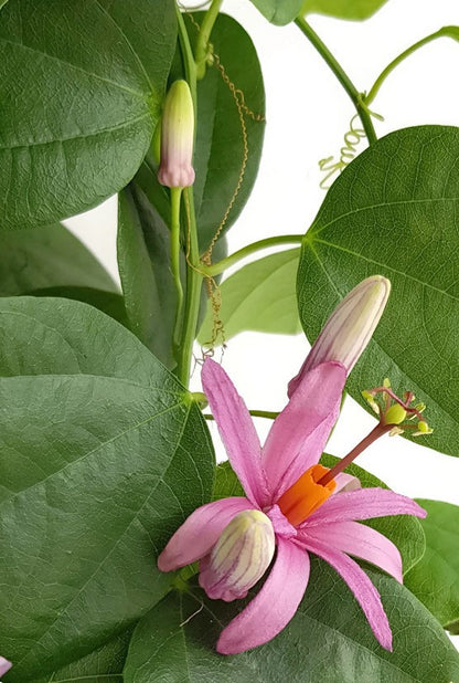 Passiflora tulae - lila farbene Passionsblume