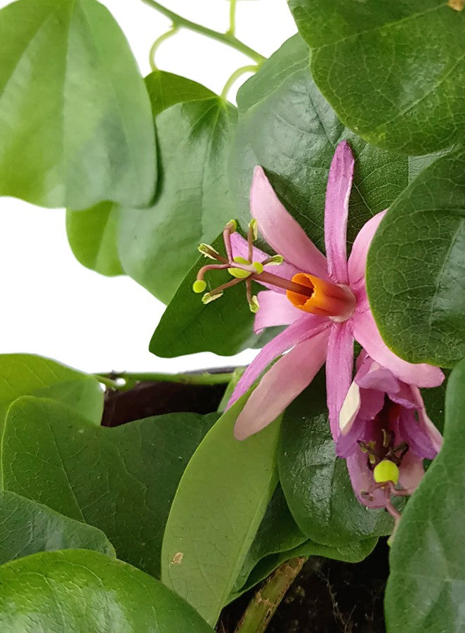 Passiflora tulae - lila farbene Passionsblume