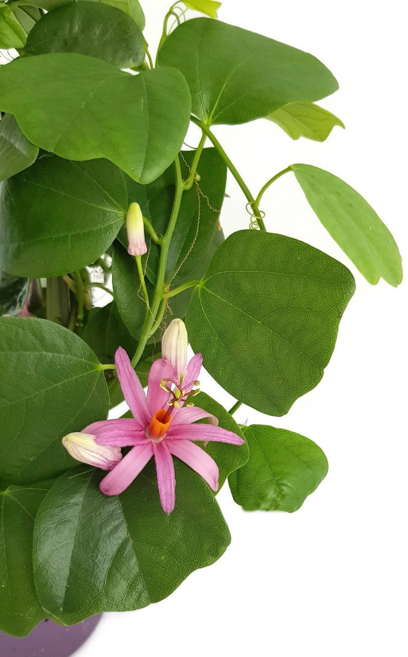 Passiflora tulae - lila farbene Passionsblume