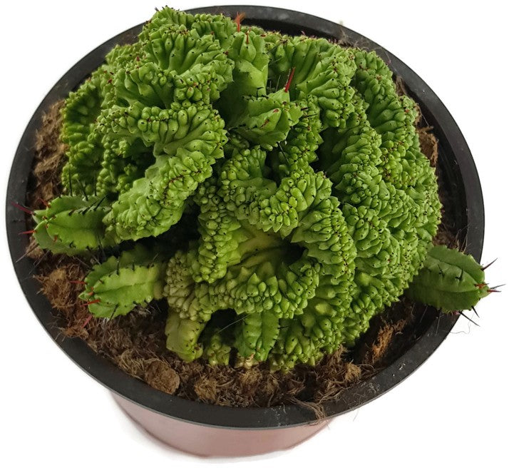 Euphorbia enopla crestata - Euphorbie