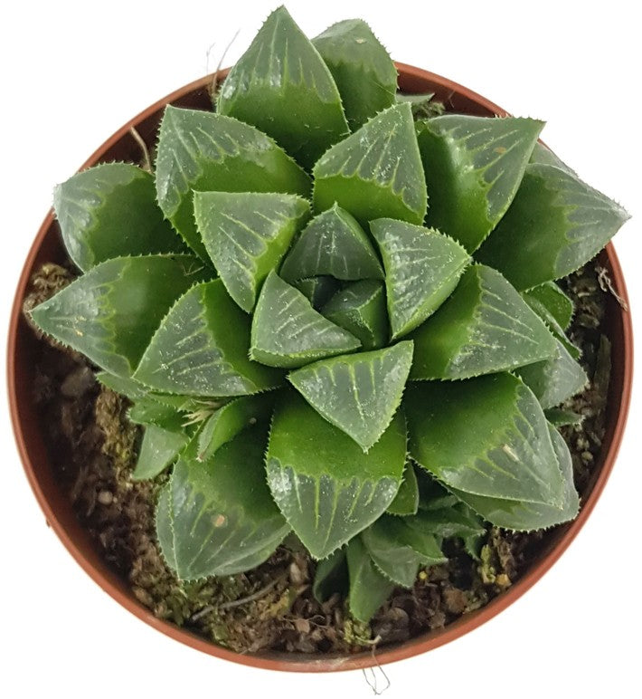 Haworthia retusa - Sukkulente