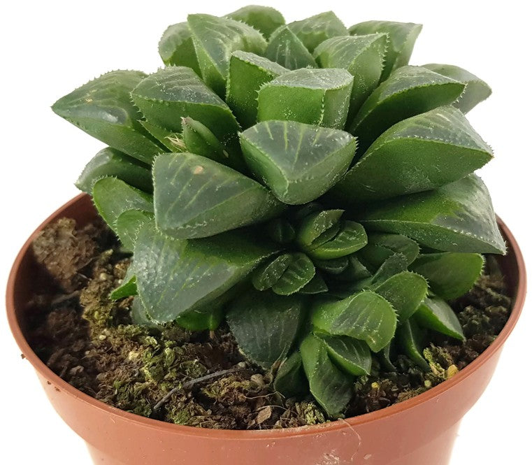 Haworthia retusa - Sukkulente