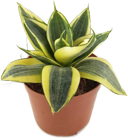 Sanseveria hahnii - Bogenhanf Quartett