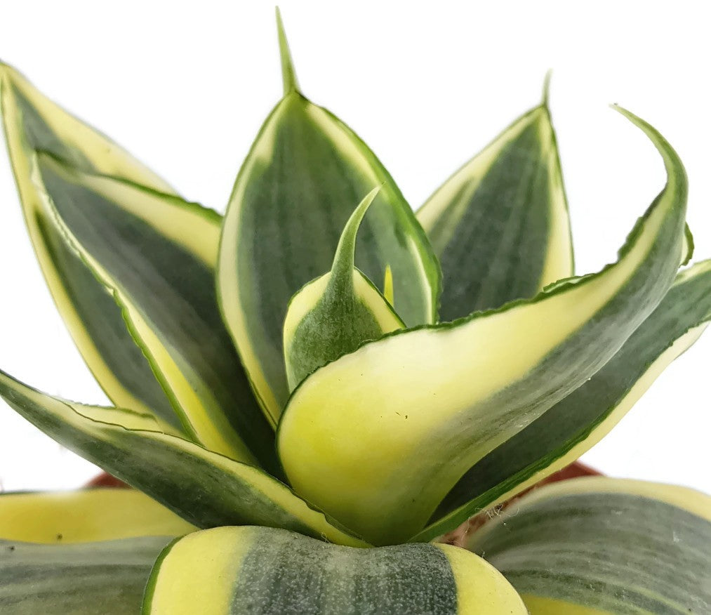 Sansevieria trifasciata &quot;Golden Hahnii - Bogenhanf