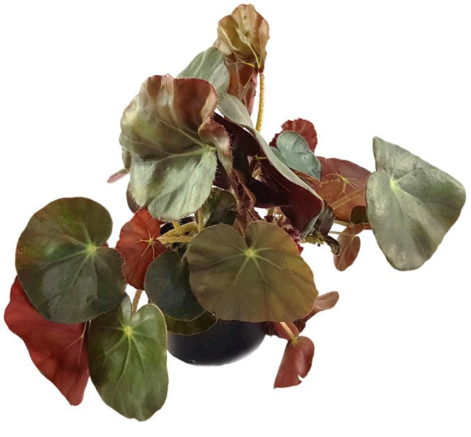 Begonia Erythrophylla Beefsteak - Begonie