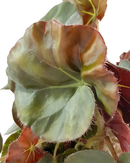 Begonia Erythrophylla Beefsteak - Begonie