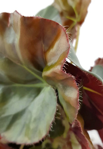 Begonia Erythrophylla Beefsteak - Begonie