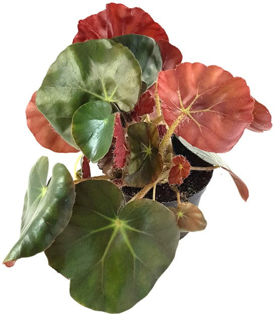 Begonia Erythrophylla Beefsteak - Begonie