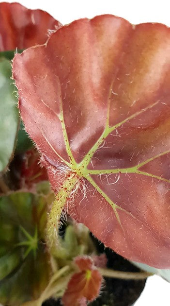 Begonia Erythrophylla Beefsteak - Begonie