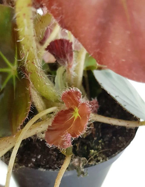 Begonia Erythrophylla Beefsteak - Begonie