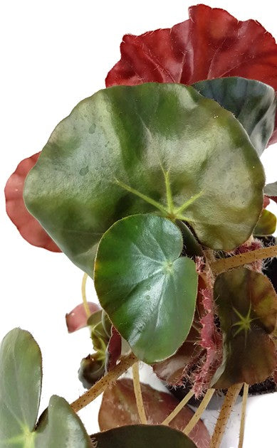 Begonia Erythrophylla Beefsteak - Begonie