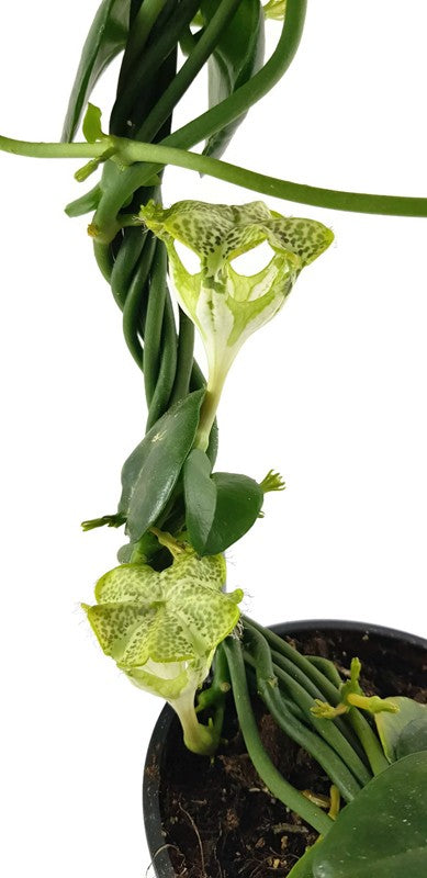 Ceropegia sandersonii Hybride - Leuchterblume