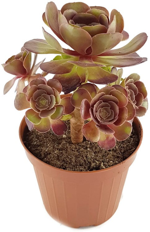 Aeonium "Velour" - kanarische Rose