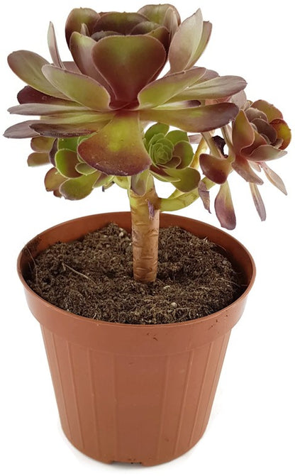 Aeonium &quot;Velour&quot; - kanarische Rose