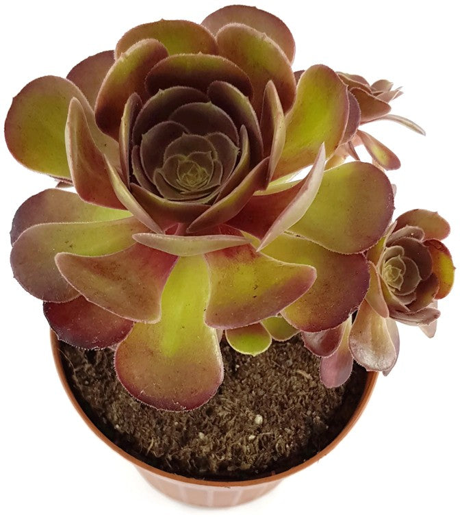 Aeonium &quot;Velour&quot; - kanarische Rose