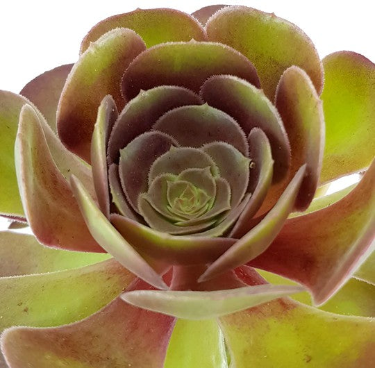 Aeonium "Velour" - kanarische Rose