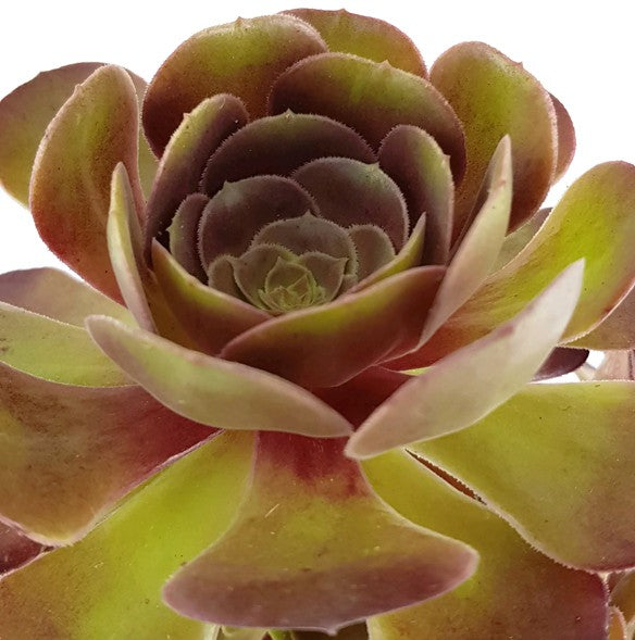 Aeonium &quot;Velour&quot; - kanarische Rose