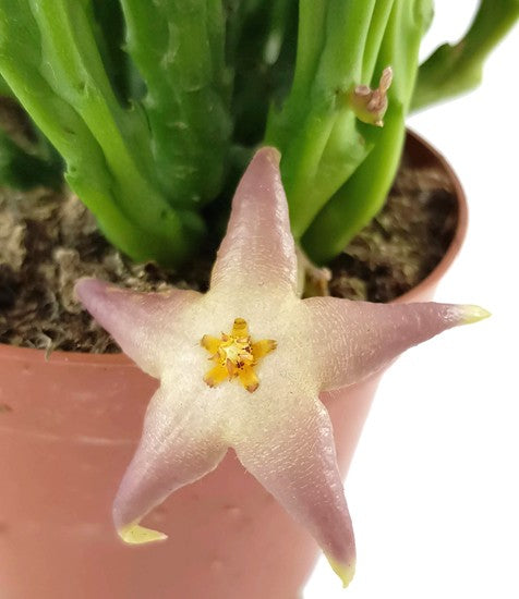 Stapelia divaricata - Aasblume