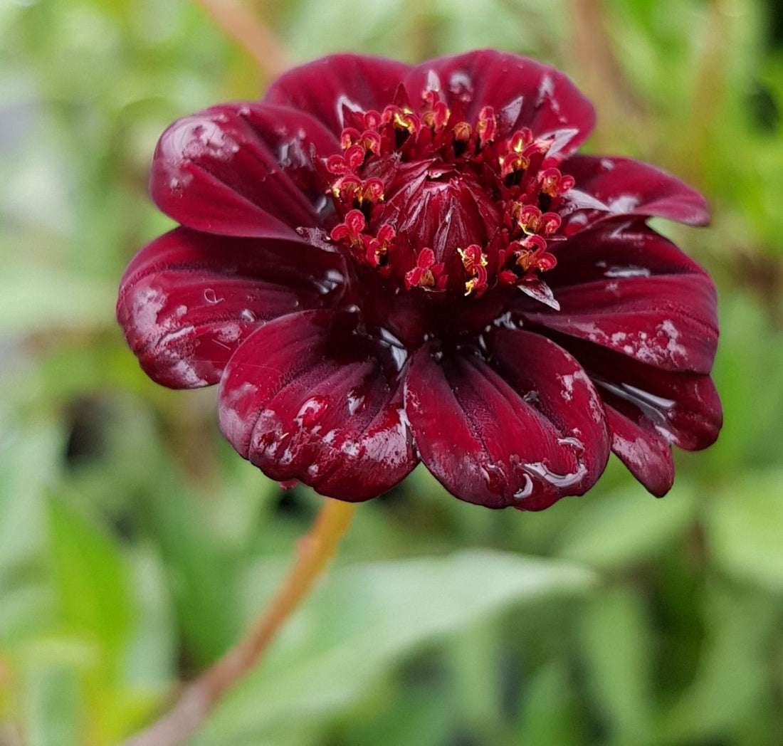 Cosmos atrosanguineus - Schokoladenblume