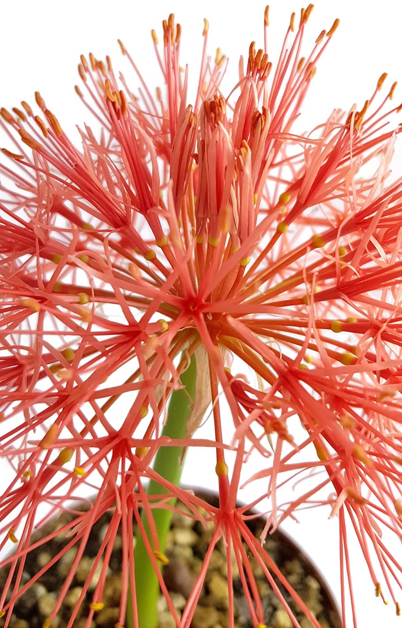 Scadoxus multiflorus - Blutblume