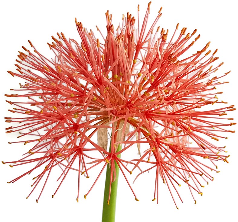 Scadoxus multiflorus - Blutblume