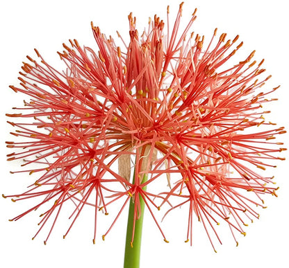 Scadoxus multiflorus - Blutblume