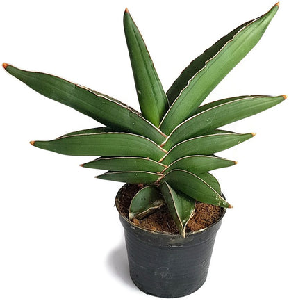 Sansevieria &quot;Blue Kew&quot; - glatter Bogenhanf