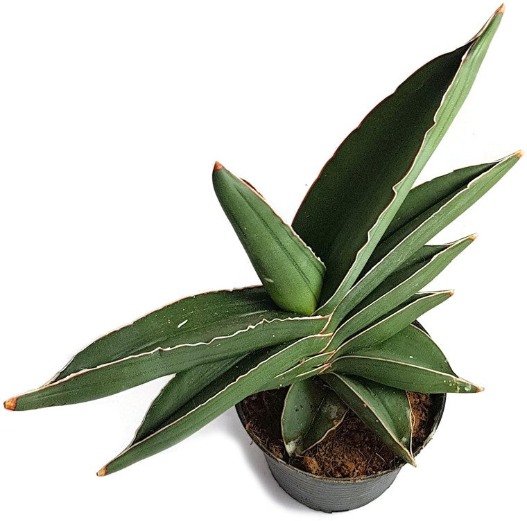 sansevieria blue kew Sansevieria "Blue Kew"