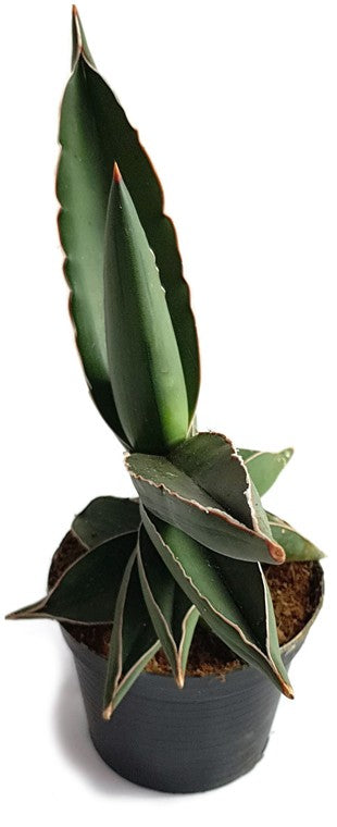 sansevieria blue kew Sansevieria "Blue Kew"