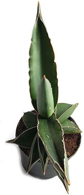 Sansevieria &quot;Blue Kew&quot; - glatter Bogenhanf