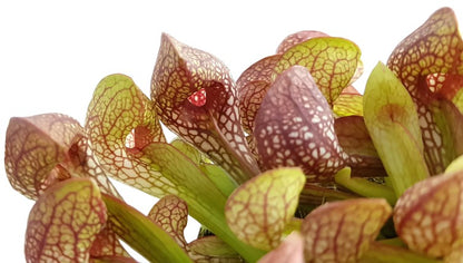 Sarracenia Psittacina