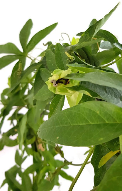 Passiflora caerulea - Passionsblume