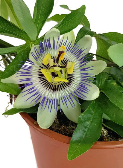 Passiflora caerulea - Passionsblume