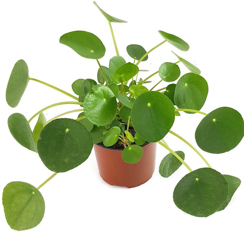 Pilea peperomioides - Chinesische Geldbaum