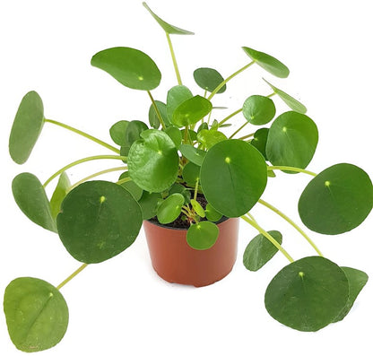 Pilea peperomioides - Chinesische Geldbaum