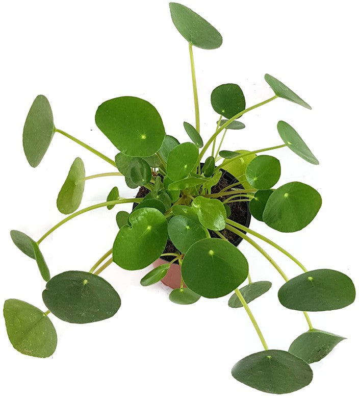 Pilea peperomioides - Chinesische Geldbaum