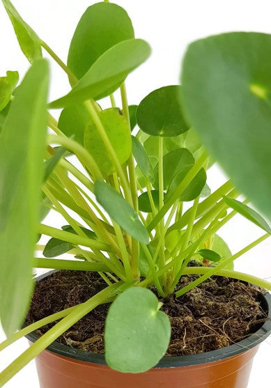 Pilea peperomioides - Chinesische Geldbaum