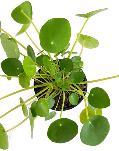 Pilea peperomioides - Chinesische Geldbaum