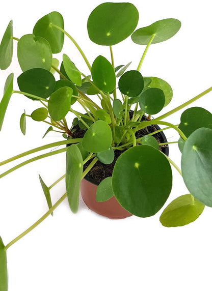 Pilea peperomioides - Chinesische Geldbaum