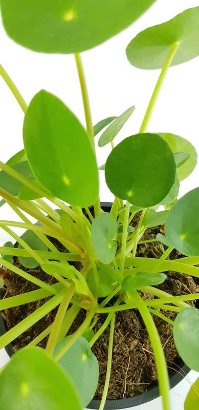 Pilea peperomioides - Chinesische Geldbaum