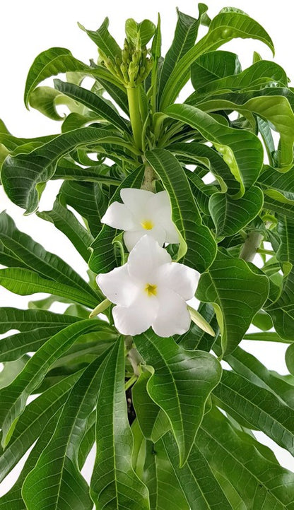 Plumeria &quot;Lanna White&quot; Frangipani - Tempelbaum