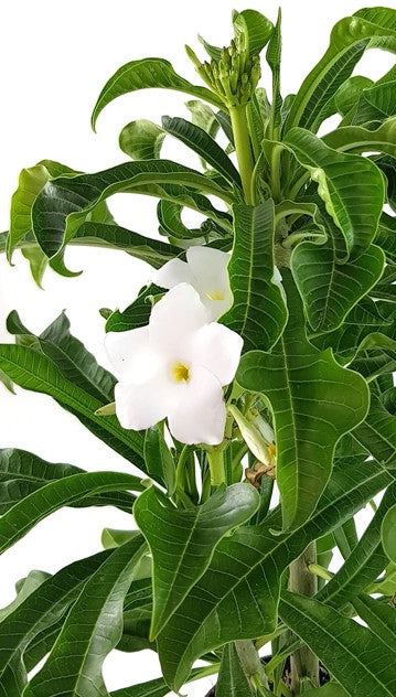 Plumeria &quot;Lanna White&quot; Frangipani - Tempelbaum