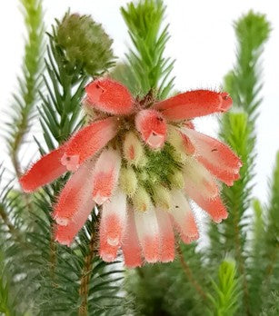 Erica cerinthoides - südafrikanische Heide