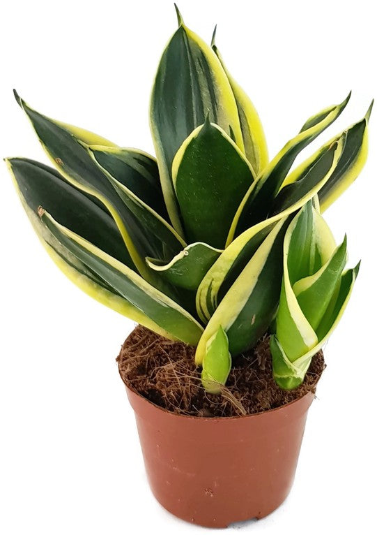 Sansevieria trifasciata &quot;Hahnii&quot; Jade - Bogenhanf